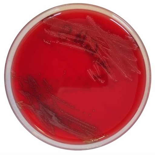 [201370] Mueller Hinton II Agar w. 5 % horse blood + 20 mg/l NAD EUCAST, 20 plates