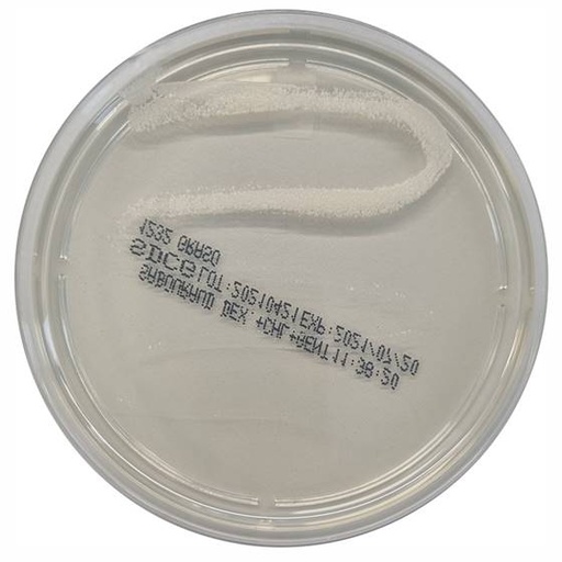 [201231] Sabouraud-Dextrose-Chloramphenicol-Agar, 20 plates