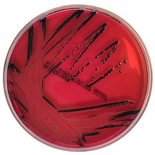 [208013] XLD Agar acc.  EN ISO 6579, 20 plates