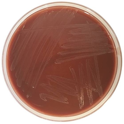 [201261] Haemophilus Chocolate Agar with Bacitracin 20 plates
